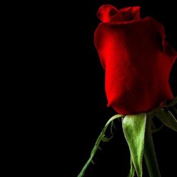 Аня, Санкт-Петербург