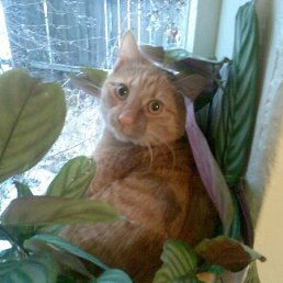 Диана, Киев