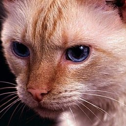 Катя, Москва