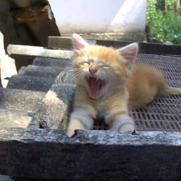 ***Льялл***, Москва