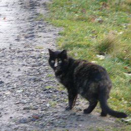 Ашошка, Здолбунов