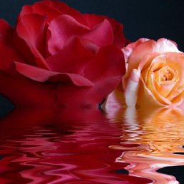 Диана, Санкт-Петербург