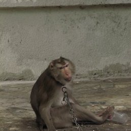 Алинка, Москва