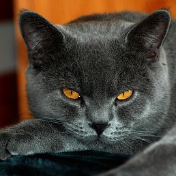 Юля, Ивацевичи