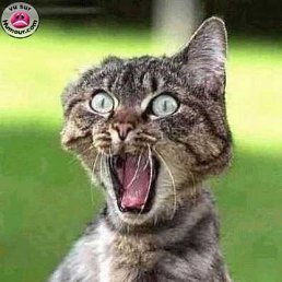 Александр, Санкт-Петербург