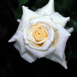 Дашенька, Леуши