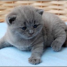 Moosemaan, Москва