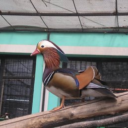 Елена, Киев